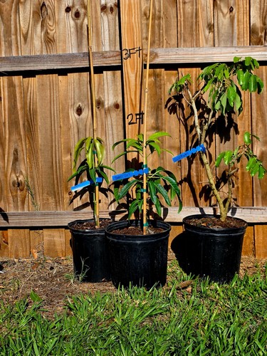 Trees special custom - 8, per
